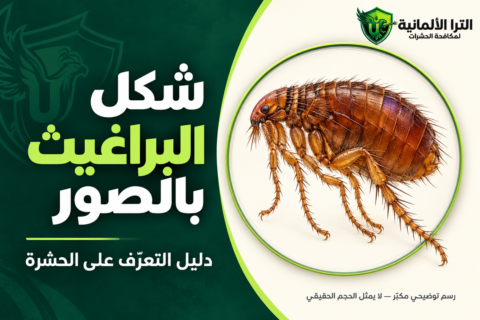 شكل البراغيث بالصور: كيف تتعرف عليها في المنزل؟