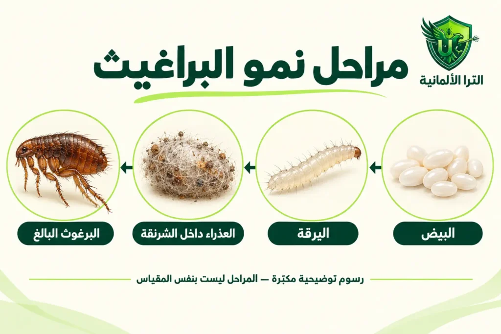 شكل البراغيث بالصور